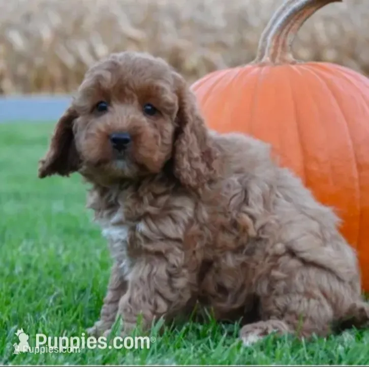 Peaches – Cockapoo puppy for sale in Lewisburg, PA