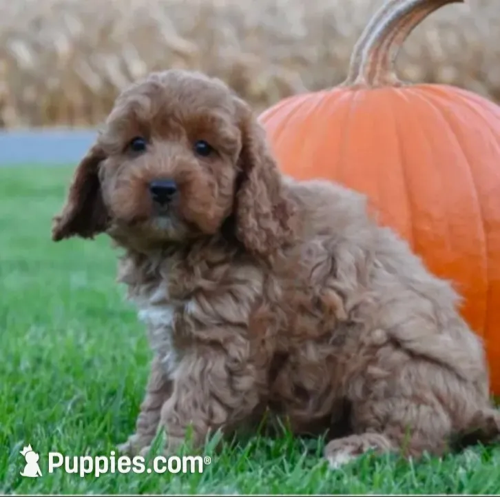Peaches, a female Cockapoo for sale in Lewisburg, PA – 1 of 2