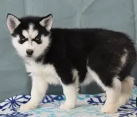 Tanza, a female Siberian Husky for sale in Lewisburg, PA – Photo 1 of 2