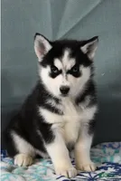 Tanza, a female Siberian Husky for sale in Lewisburg, PA – Photo 2 of 2