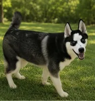Howie, a male Siberian Husky for sale in Lewisburg, PA – 1 of 3