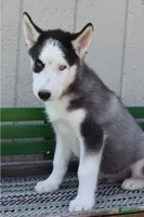 Hess, a male Siberian Husky for sale in Lewisburg, PA – 2 of 2
