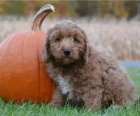 Pickle, a male Cockapoo for sale in Lewisburg, PA – 2 of 2