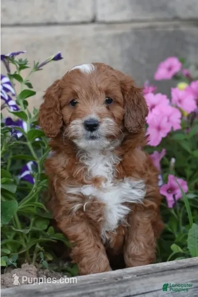 Thorn – Cockapoo, Poodle - Miniature  puppy for sale in Lewisburg, PA