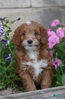 Thorn, a male Cockapoo and Poodle - Miniature  for sale in Lewisburg, PA – 1 of 3