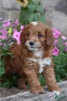 Thorn, a male Cockapoo and Poodle - Miniature  for sale in Lewisburg, PA – 3 of 3
