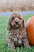 Phoenix , a male Cockapoo for sale in Lewisburg, PA – 2 of 2