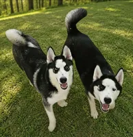 Hess, a male Siberian Husky for sale in Lewisburg, PA – 2 of 3