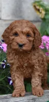 Teddy, a male Cockapoo and Poodle - Miniature  for sale in Lewisburg, PA – 2 of 2