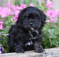 Joy, a female Shihpoo and Poodle - Miniature  for sale in Lewisburg, PA – 2 of 3