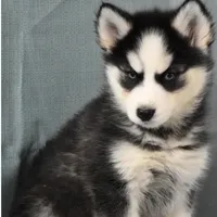 Zola, a female Siberian Husky for sale in Lewisburg, PA – Photo 1 of 2