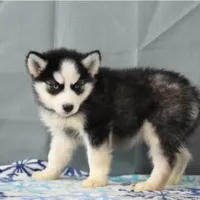 Zola, a female Siberian Husky for sale in Lewisburg, PA – Photo 2 of 2