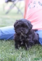 Joy, a female Shihpoo and Poodle - Miniature  for sale in Lewisburg, PA – 1 of 3