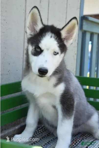 Hess – Siberian Husky puppy for sale in Lewisburg, PA