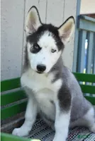 Hess, a male Siberian Husky for sale in Lewisburg, PA – 1 of 2