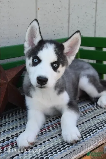 Howie – Siberian Husky puppy for sale in Lewisburg, PA
