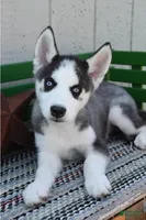 Howie, a male Siberian Husky for sale in Lewisburg, PA – 1 of 2