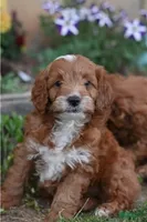 Thorn, a male Cockapoo and Poodle - Miniature  for sale in Lewisburg, PA – 2 of 3