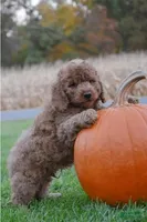 Peter, a male Cockapoo for sale in Lewisburg, PA – 2 of 2