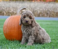 Penny, a female Cockapoo for sale in Lewisburg, PA – 2 of 2