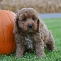 Peaches, a female Cockapoo for sale in Lewisburg, PA – 2 of 2