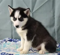 Zippy, a male Siberian Husky for sale in Lewisburg, PA – Photo 2 of 2