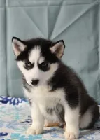 Zippy, a male Siberian Husky for sale in Lewisburg, PA – Photo 1 of 2