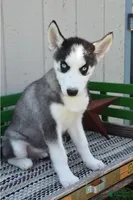 Howie, a male Siberian Husky for sale in Lewisburg, PA – 2 of 2
