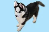 Nellie, a female Siberian Husky for sale in Lewisburg, PA – Photo 3 of 3
