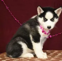 Nellie, a female Siberian Husky for sale in Lewisburg, PA – Photo 1 of 3