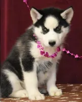 Nellie, a female Siberian Husky for sale in Lewisburg, PA – Photo 2 of 3