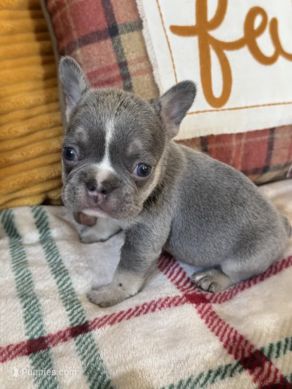 Charlie – French Bulldog puppy for sale in Warrenton, MO
