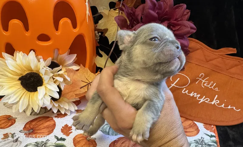 Honey – French Bulldog puppy for sale in Warrenton, MO