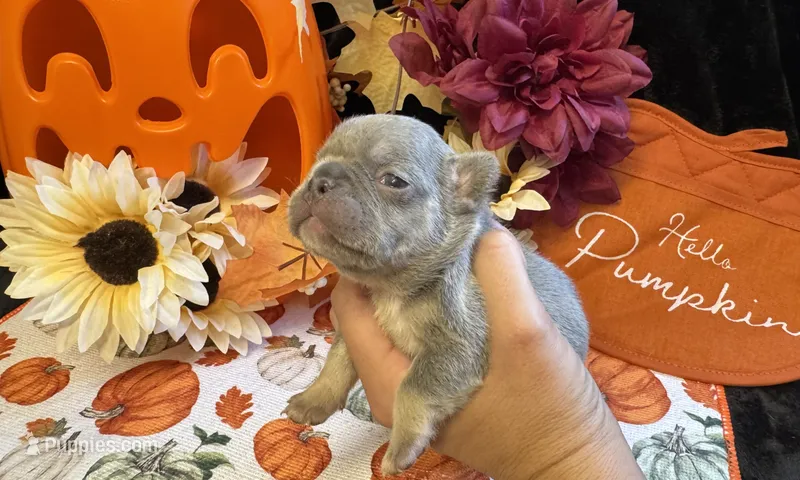 Willow – French Bulldog puppy for sale in Warrenton, MO