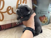 Scar-Face, a male French Bulldog for sale in Warrenton, MO – 5 of 9