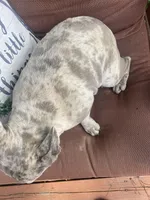 Soldier, a male French Bulldog for sale in Warrenton, MO – Photo 3 of 5