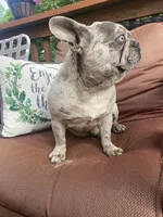 Soldier, a male French Bulldog for sale in Warrenton, MO – Photo 5 of 5