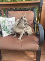 Soldier, a male French Bulldog for sale in Warrenton, MO – Photo 4 of 5