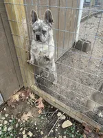 Soldier, a male French Bulldog for sale in Warrenton, MO – Photo 2 of 5