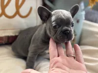 Blue Jean, a female French Bulldog for sale in Warrenton, MO – 2 of 8