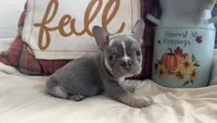 Charlie, a male French Bulldog for sale in Warrenton, MO – 3 of 9
