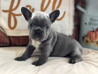 Blue Jean, a female French Bulldog for sale in Warrenton, MO – 1 of 8