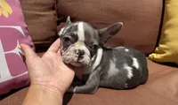 Rain, a female French Bulldog for sale in Warrenton, MO – 4 of 10