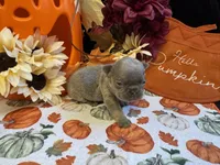 Peanut, a male French Bulldog for sale in Warrenton, MO – 5 of 7
