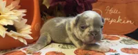 Tank, a male French Bulldog for sale in Warrenton, MO – 8 of 10