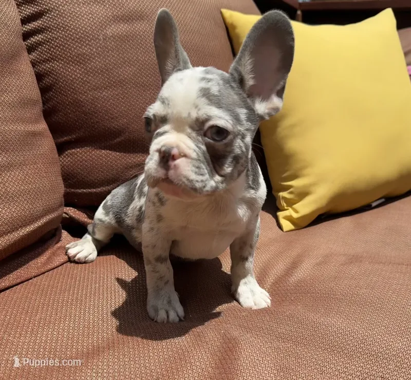 Crew – French Bulldog puppy for sale in Warrenton, MO