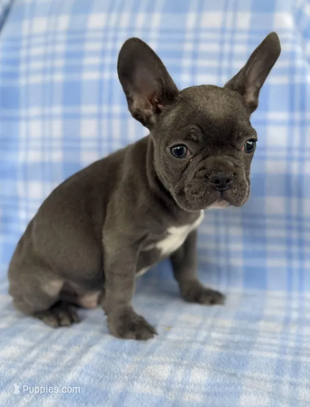 Knox – French Bulldog puppy for sale in Warrenton, MO