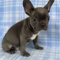 Knox, a male French Bulldog for sale in Warrenton, MO – Photo 7 of 9