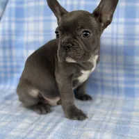 Knox, a male French Bulldog for sale in Warrenton, MO – Photo 5 of 9