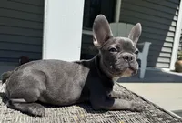 Knox, a male French Bulldog for sale in Warrenton, MO – 2 of 10
